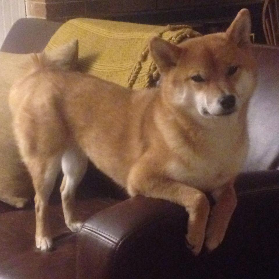 国王制霸快船,德罗赞成为关键先生,一场战术与意志的胜利