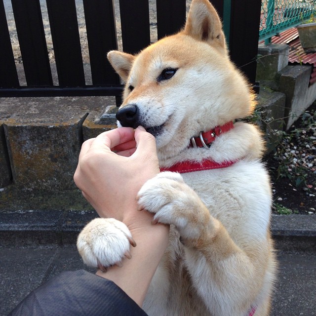 奥斯梅恩爆发,伊朗稳稳拿下乌克兰,绿茵场上的地缘政治寓言